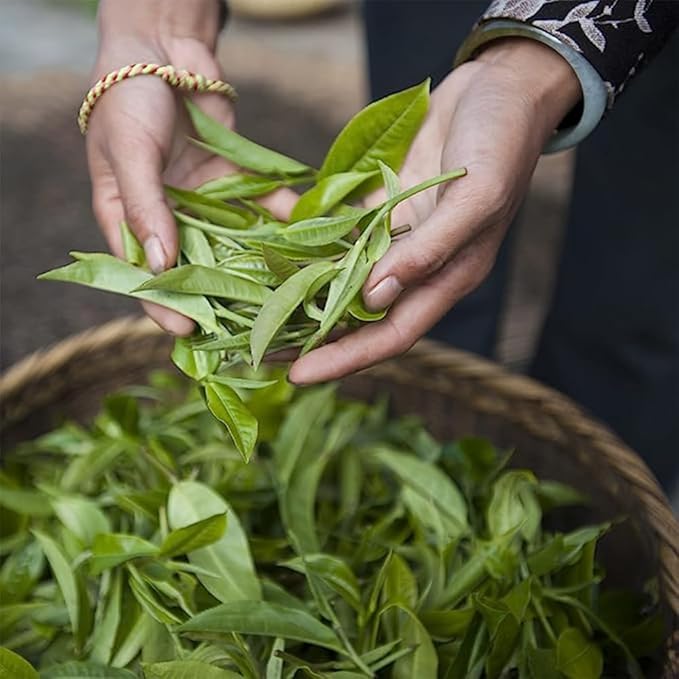 Palais des Thés - Long Jing - Chinese Green Tea - Premium Loose Leaf, Serves 20-25 Cups - 3.5oz Tin