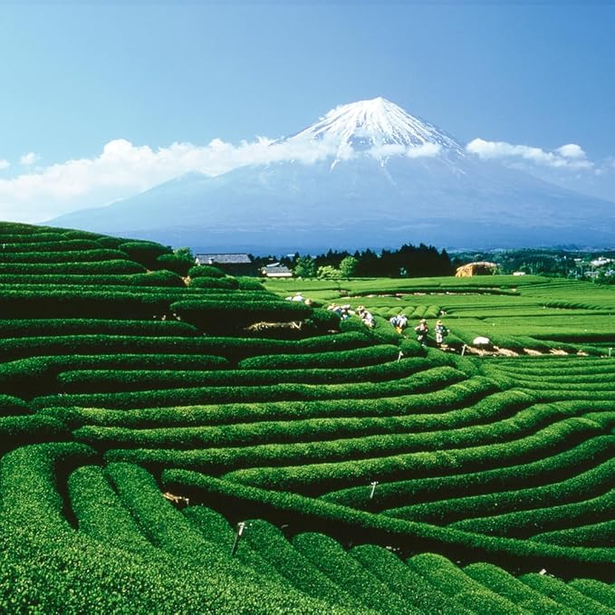 Palais des Thés - Sunrise Wake Up - Green Tea, Mate & Grapefruit - Premium Loose Leaf, Serves 20-25 Cups - 3.5oz Tin