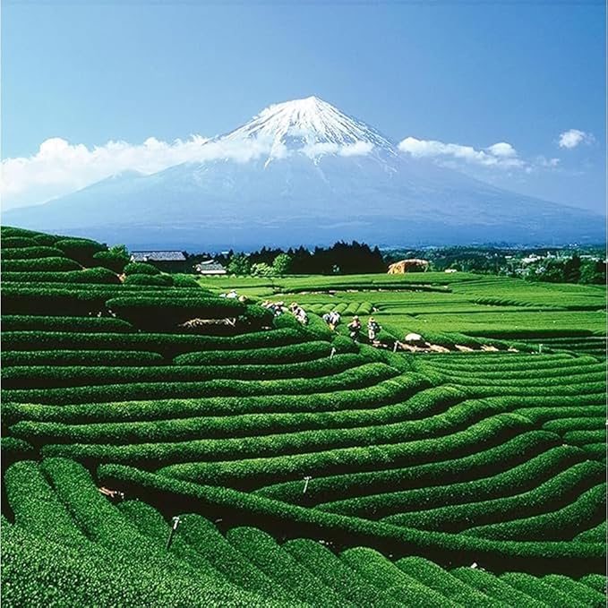 Palais des Thés - Long Jing - Chinese Green Tea - Premium Loose Leaf, Serves 20-25 Cups - 3.5oz Tin