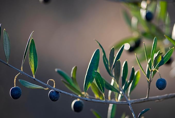 McEvoy Ranch Olive Water Face & Eye Cleanser (2-pack) by ODE Olive Oil Beauty