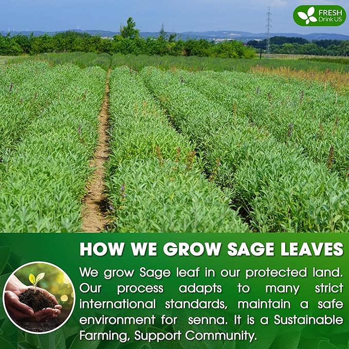 FreshDrinkUS, Premium 35 Sage Leaf Tea Bags, 100% Natural & Pure from Sage Leaves. Loose Leaf Sage Herbal Tea. Made with Natural Material Tea Bags. No Sugar, No Caffeine, No Gluten, Vegan.