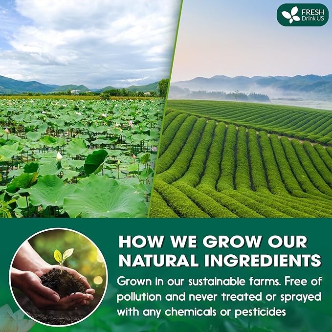 FreshDrinkUS, Premium 20 Tea Bags of Lotus Green Tea, 100% Natural. Exquisite Flavor, Handpicked Leaves, Perfect for Tea Lovers. No Sugar, No Gluten, Vegan.