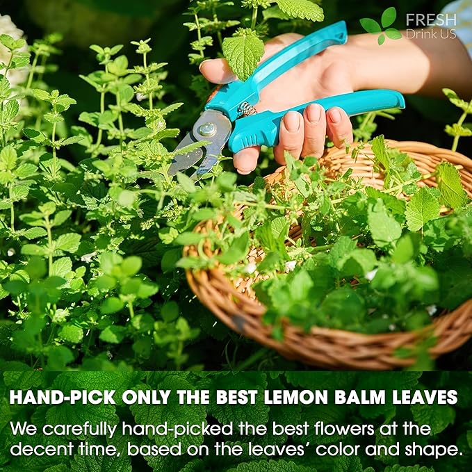 FreshDrinkUS, Premium 120 Lemon Balm Leaf Tea Bags, 100% Natural & Pure from Lemon Balm Leaves. Loose Leaf Lemon Balm Herbal Tea. Lemon Balm Leaf Tea. No Sugar, No Caffeine, No Gluten, Vegan. Lemon Balm Tea