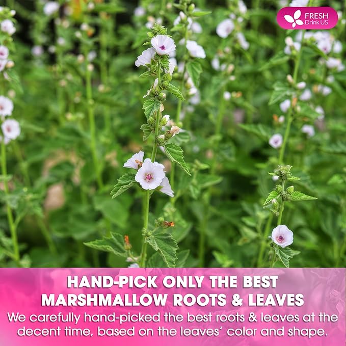 FreshDrinkUS, Premium 75 Marshmallow Root and Leaf Tea Bags, 100% Natural & Pure. Loose Leaf Marshmallow Herbal Tea. Made with Eco-Conscious Tea Bags. No Sugar, No Caffeine, No Gluten, Vegan.