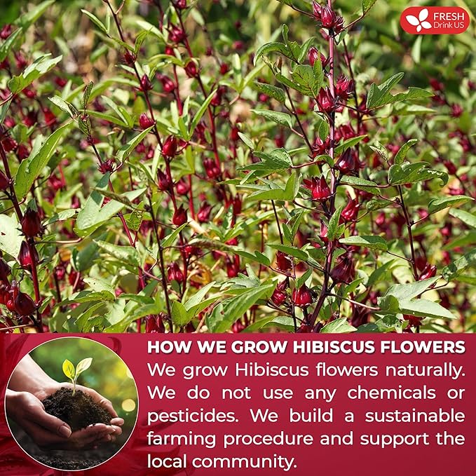 FreshDrinkUS, Premium 10 Hibiscus Flowers Tea Bags, 100% Natural, Pure from Hibiscus Flowers. Loose Flower Hibiscus Herbal Tea. Hibiscus Flower Tea. No Sugar, No Caffeine, No Gluten, Vegan.