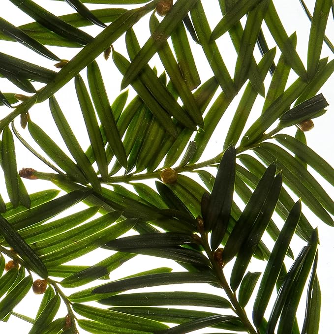 Esas NYC Noble– Organic Perfume Mist, MADESAFE® – AROMATIC | WOODY | RESINOUS - 0.33 oz Fragrance EDP