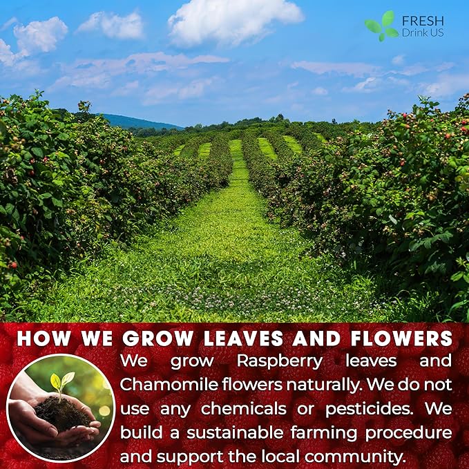 FreshDrinkUS, 75 Bags Premium Raspberry Leaf Teawith Chamomile Flavor, Eases Menstrual Cramps & Supports Healthy Pregnancy, Naturally, Caffeine-Free, Sugar Free, Vegan