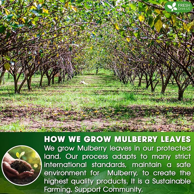 FreshDrinkUS Premium 120 Mulberry Leaf Tea Bags, 100% Natural & Pure. Loose Leaf Herbal Tea. Made with Natural Material Tea Bags. No Sugar, No Caffeine, No Gluten, Vegan