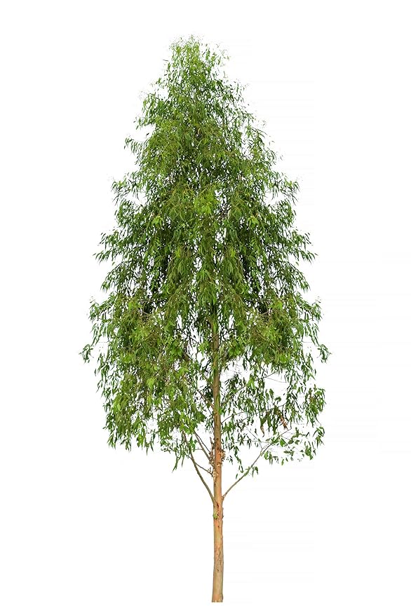 US Organic 100% Pure Eucalyptus Essential Oil (Radiata) - USDA Certified Organic, Steam Distilled - W/Euro droppers (More Size Variations Available) (30 ml / 1 fl oz)