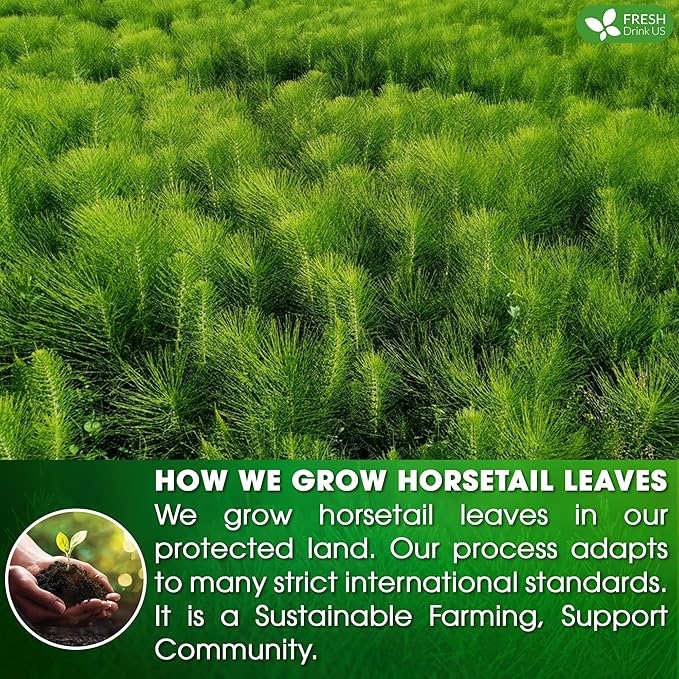 FreshDrinkUS, Premium 15 Horsetail Leaf Tea Bags, 100% Natural & Pure from Horsetail Loose Leaves Herbal Tea. Made with Natural Material Tea Bags. No Sugar, No Caffeine, No Gluten, Vegan.