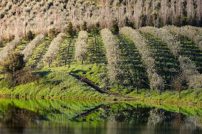 McEvoy Ranch Olive Water Face & Eye Cleanser (2-pack) by ODE Olive Oil Beauty