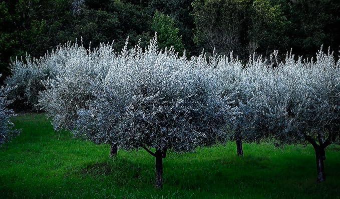 McEvoy Ranch Olive Water Face & Eye Cleanser (2-pack) by ODE Olive Oil Beauty